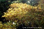 紅葉紀行　陽だまり東福寺山内 : うめもどき