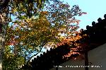 紅葉紀行　陽だまり東福寺山内