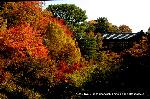 紅葉紀行　陽だまり東福寺山内 : 洗玉潤に通天橋