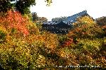 紅葉紀行　陽だまり東福寺山内 : 臥雲橋より通天橋を望む