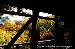 紅葉紀行　陽だまり東福寺山内 : 臥雲橋より紅葉を望む