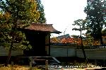 紅葉紀行　陽だまり東福寺山内