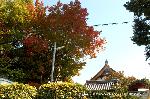 紅葉紀行　陽だまり東福寺山内