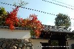 紅葉紀行　陽だまり東福寺山内 : ピラカンサも美しい霊源院