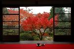 紅葉紀行　陽だまり東福寺山内