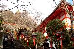狛虎訪ねて鞍馬寺