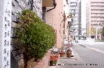 坂本龍馬　薩長同盟 : 一条戻り橋がみえる