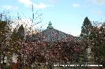 観梅　清凉寺の軒端梅 : 梅の精があちこちに花咲かしている