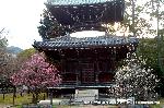 観梅　清凉寺の軒端梅 : 左に紅梅、右に白梅と行儀よく並んで
