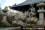 洛中洛外京桜図　一見さんの桜に通の桜　編　その四 : 阿弥陀三尊を本尊とする阿弥陀堂<棲霞寺（せいかじ)>