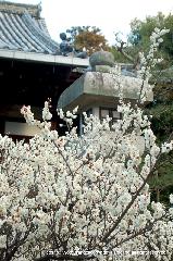 観梅　清凉寺の軒端梅 : 阿弥陀堂の前の白梅