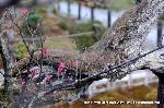 観梅　清凉寺の軒端梅 : 深紅の軒端梅