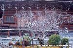 観梅　清凉寺の軒端梅 : 平成21年の軒端梅全景