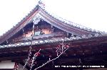 観梅　清凉寺の軒端梅 : 年々その花の数は減ってきている