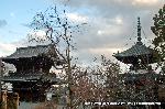 観梅　清凉寺の軒端梅 : 仁王門と多宝塔