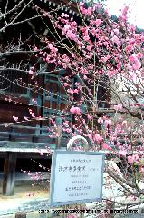 観梅　清凉寺の軒端梅 : 多宝塔前の紅梅