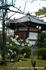 観梅　清凉寺の軒端梅 : 法隆寺夢殿を模した聖徳太子殿