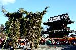 観梅　清凉寺の軒端梅