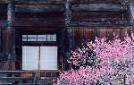 観梅　清凉寺の軒端梅 : http://homepage2.nifty.com/kyotosijo/index.htm@venceakio