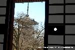 お釈迦さんの鼻くそ　花供租あられをご存知だろうか : 真如堂本堂より三重塔