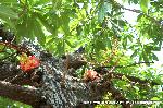 お釈迦さんの鼻くそ　花供租あられをご存知だろうか : タイ国の沙羅双樹