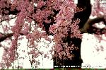 先駆けの桜 : イー色してます