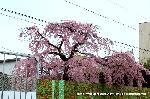 先駆けの桜 : 早咲き紅枝垂桜