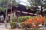 先駆けの桜 : 阿弥陀堂前にぼけが咲く