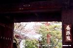 先駆けの桜 : 山門の奥に山桜の上部がみえる
