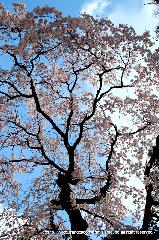 先駆けの桜