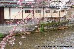 先駆けの桜 : 崩れかけた土塀にも枝垂れが似合う