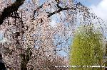 先駆けの桜 : 薄紅の桜に柳の若葉が目にやさしい