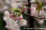 洛中洛外京桜図　一見さんの桜に通の桜編　その一 : 境内参道も早咲きである
