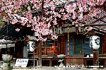 先駆けの桜 : 早咲き桜から本堂をみやる