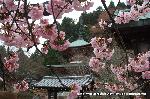 先駆けの桜 : 多宝塔をうかがう