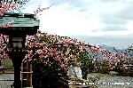先駆けの桜 : 花に咆哮(ほうこう)