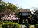 先駆けの桜