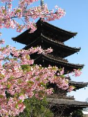 先駆けの桜