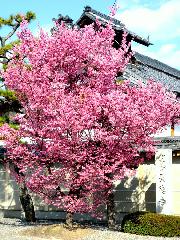 先駆けの桜