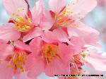 先駆けの桜 : おかめ桜