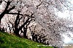 平成のさくら唄
