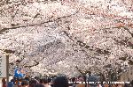 平成のさくら唄