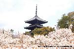平成のさくら唄