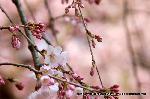 平成のさくら唄