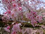 平成のさくら唄