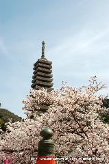 桜と茶だんごで宇治三昧 : 喜撰橋より