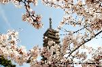 桜と茶だんごで宇治三昧
