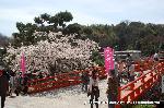 桜と茶だんごで宇治三昧