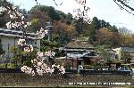 桜と茶だんごで宇治三昧 : 対岸に茅葺屋根