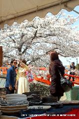 桜と茶だんごで宇治三昧